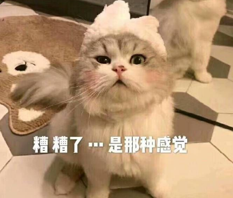 养猫人的通病：养了第一只就想养第二只…