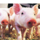 猪肉价格同比上涨85.7%，影响人们日常饮食习惯 
