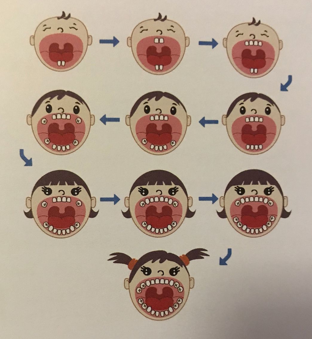 六龄牙什么时候长出来图片