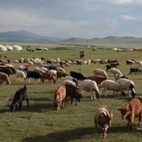 羊来了！蒙古国捐的3万只羊终于启动捐赠流程