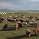 羊来了！蒙古国捐的3万只羊终于启动捐赠流程