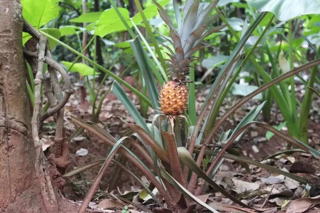 菠萝秘史：从前，吃得起菠萝的都是土豪