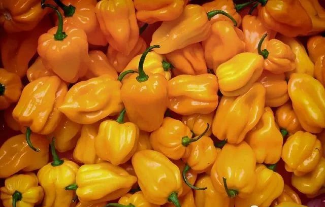 向海南黄灯笼椒黑恶势力低头