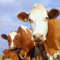 牛肉价格连续9周上涨
