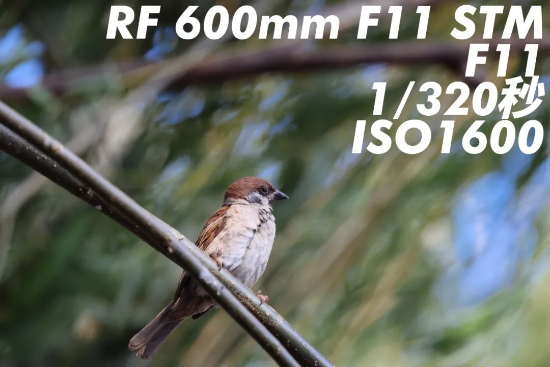 相机LIFE | RF600mm &RF800mm F11 IS STM体验  轻量化超远摄镜头的博弈