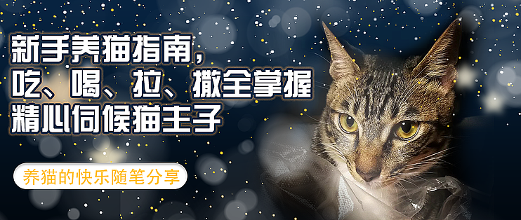 新手养猫攻略指南 喂养小猫的工具和食谱 什么值得买