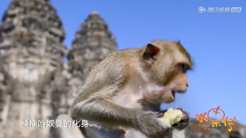 纪录片常见，关于水果的纪录片你看过吗！千万别错过这部为孩子量身打造的科普纪录片