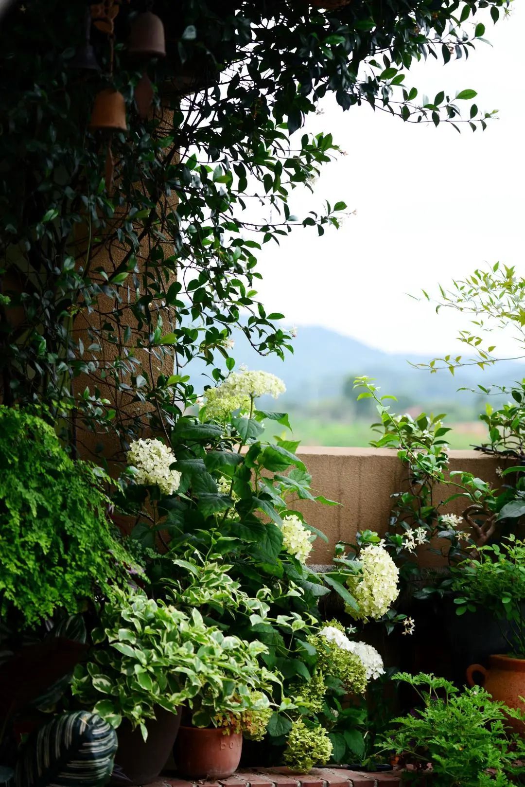 20年资深花友打造诗意栖居，70㎡内外空间遍布鲜花绿植