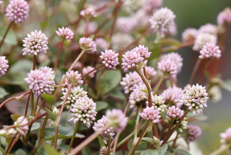 0.5m²-1m²植物角5大黄金搭配方案，迷你阳台也能参考（含封闭空间）