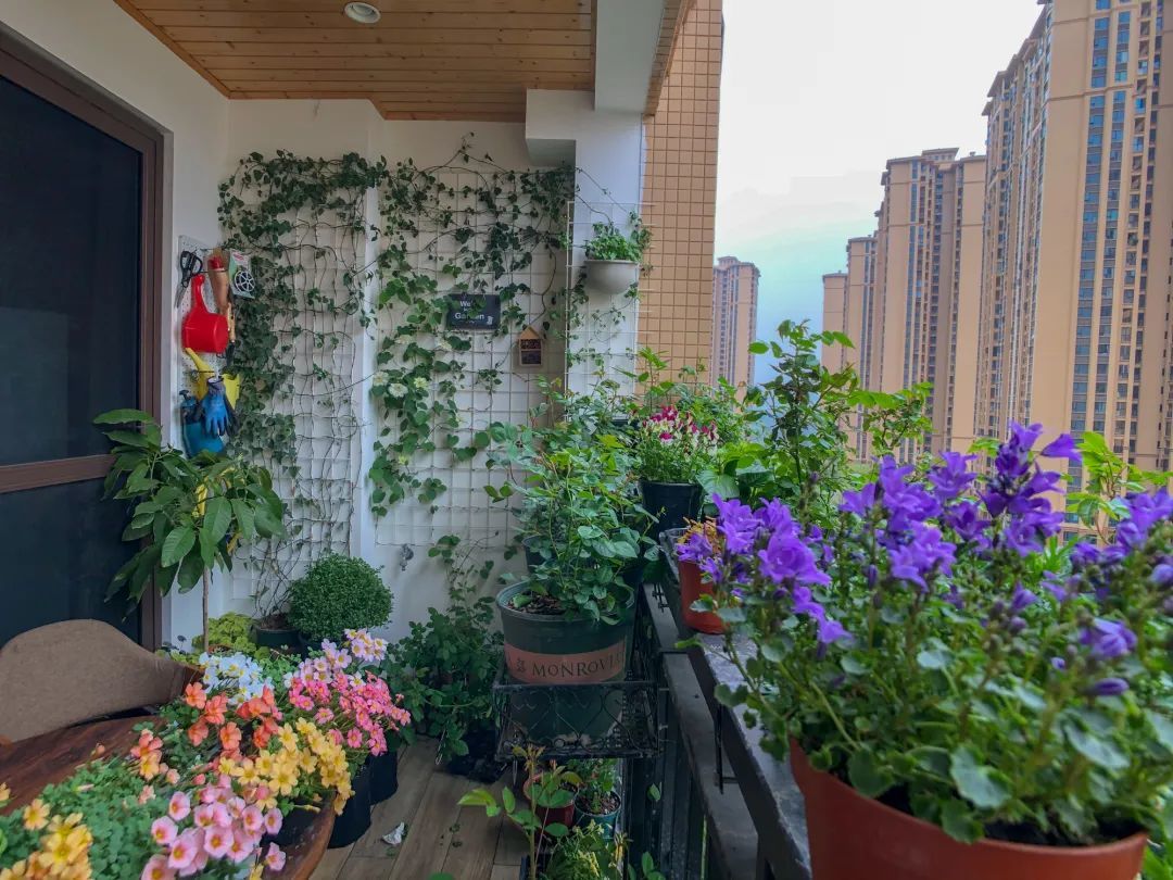 10㎡高层小阳台，如何优雅地种满100多盆花？