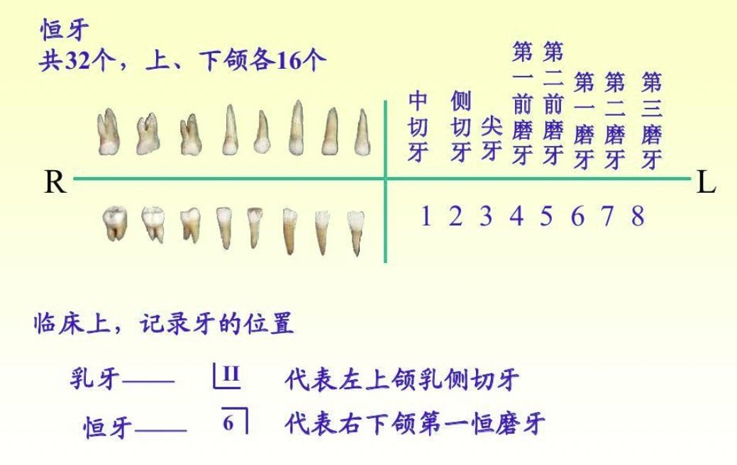 跟牙医说拜拜：保护牙齿，拒绝口臭和龋齿！超全口腔护理干货分享