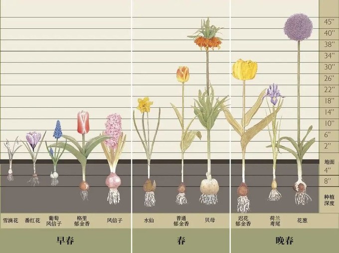 球根植物养护5大难 答案在这里 盆栽 什么值得买