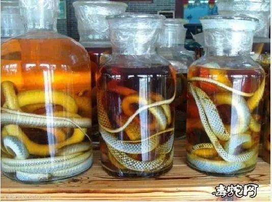 泡酒是广西人的炼金术