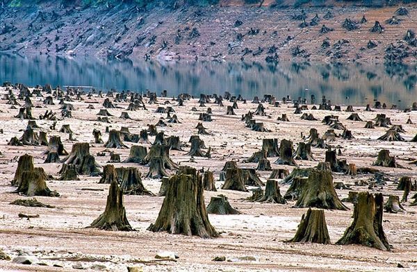 人类50年间消灭世界三分之二动植物······