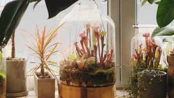 养花秘籍 篇十：保姆级植物生态缸DIY教程，教你把热带雨林搬回家！