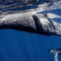 去汤加，我和鲸鱼有个约会  | 白鲨MixPro水下助推器