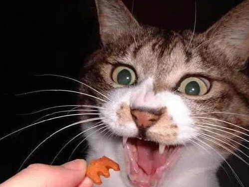 【科普向】“猫偷吃了3粒葡萄，啊啊啊啊会不会死掉！”