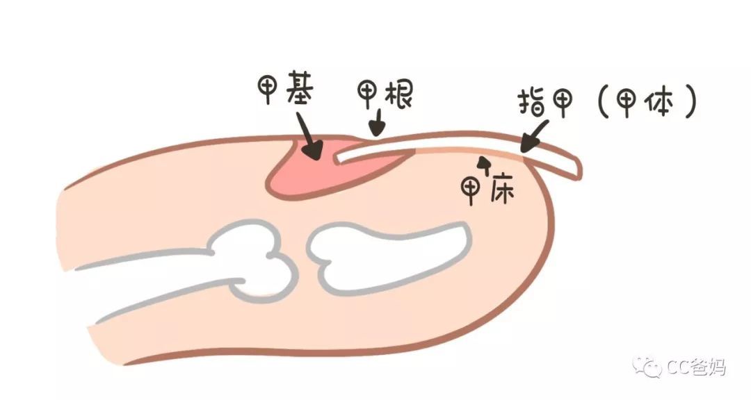 指甲月牙少代表娃身体不好？白点是肚里有蛔虫？竖纹是肠胃不好？一篇说清关于指甲的疑问！