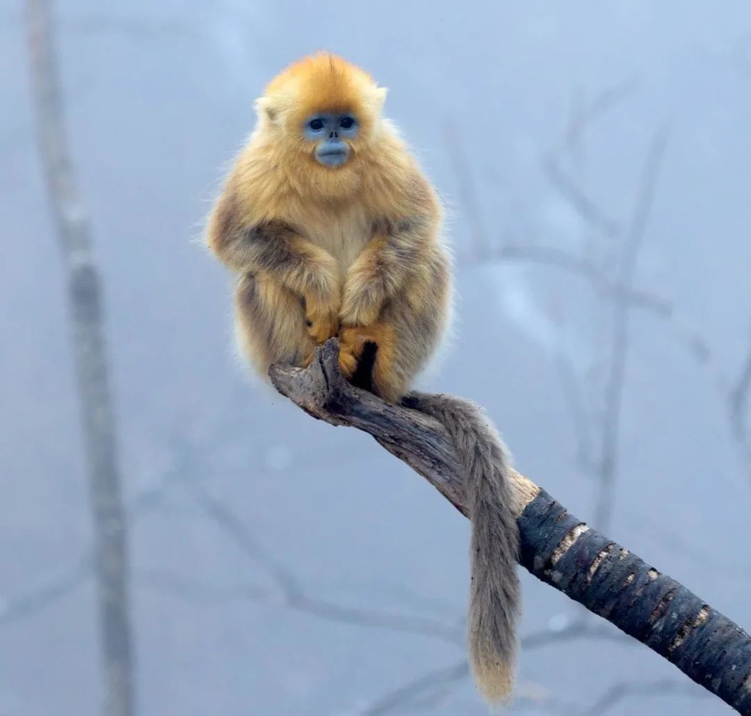 圖/視覺中國更神奇的是,神農架地區還生活著白化動物,截至2018年的