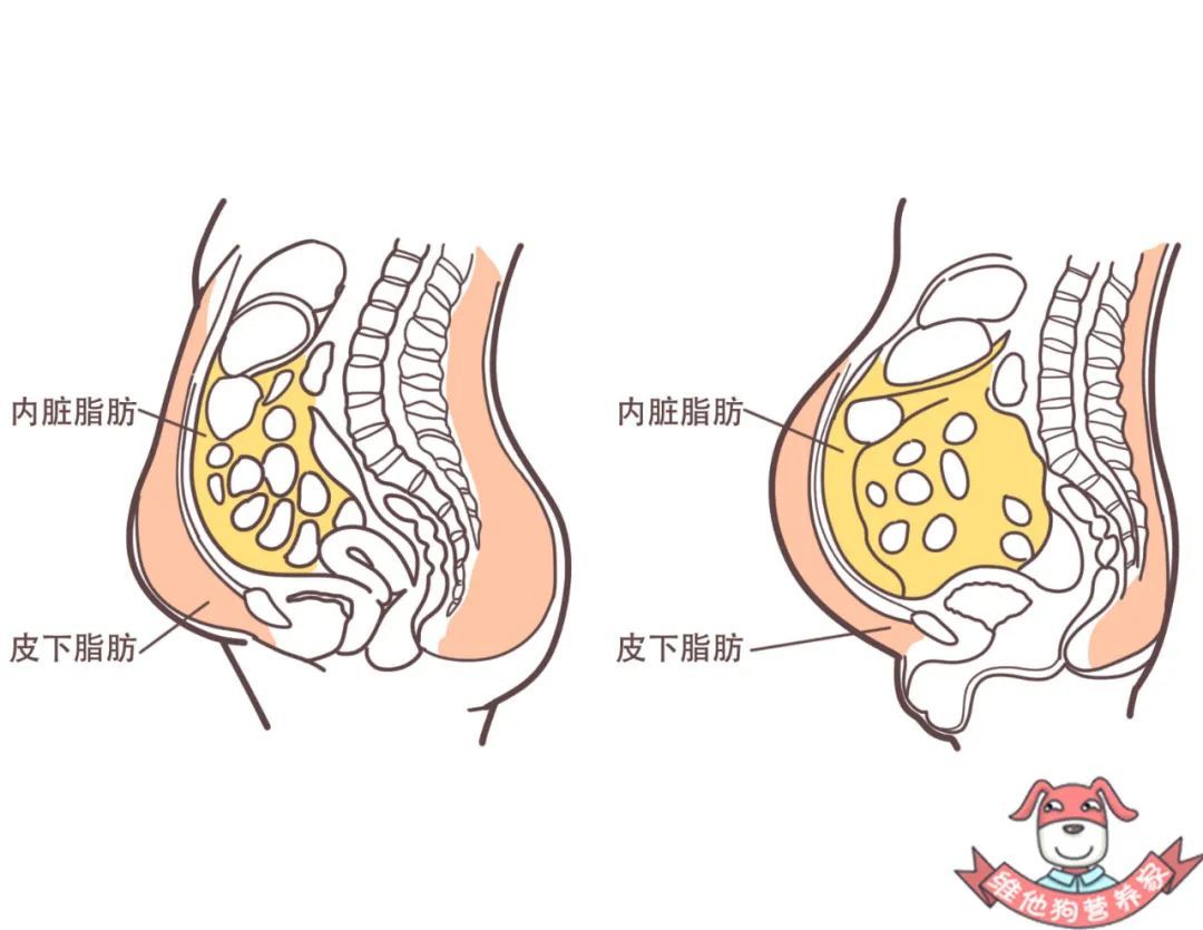 肢纤细，惟独肚子胖？这次原因找到了！