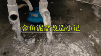 养金鱼神器——金鱼泥盆改造小记