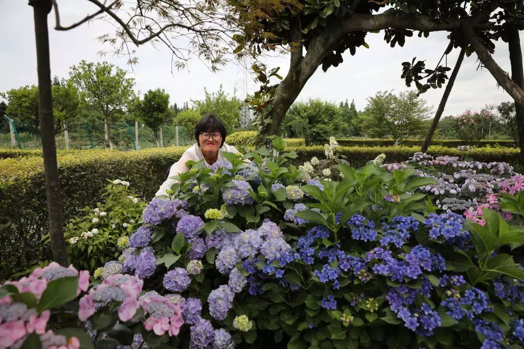 秋季绣球养护指南，施肥、覆土、修剪都在里面了！