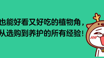 打造糙养也能好看又好吃的植物角，分享我从选购到养护的所有经验！