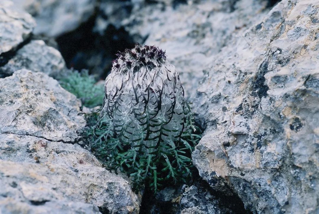 雪兔子我不能让你长生不老放过我吧