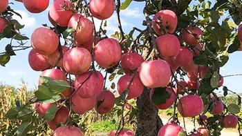 寻找红富士苹果两大重要的优质原产地，只为那一口甘甜的美味