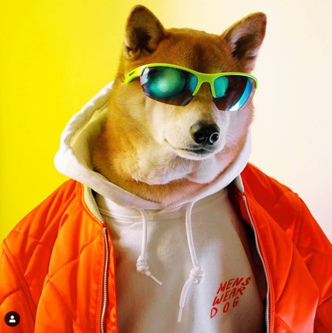 "表面上看起来我们是bodhi的主人,但是如今我们的生活都围绕着它,每天