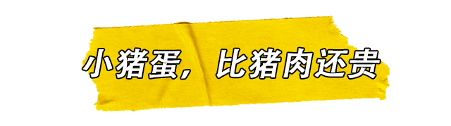 你吃过睾里睾气的小猪蛋吗？