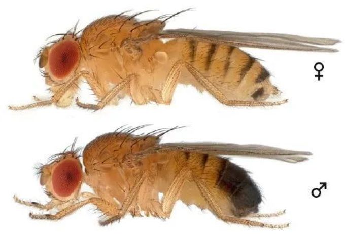 专挑处女果蝇实验人员为了科研