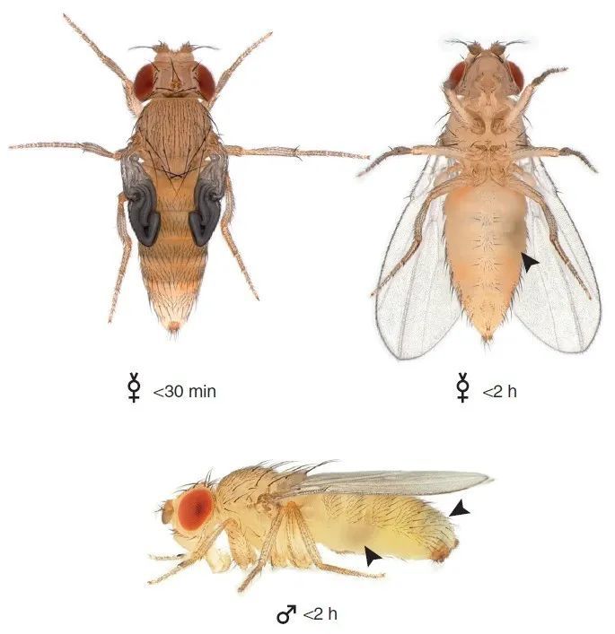 果蝇雌雄尾部判断图片图片