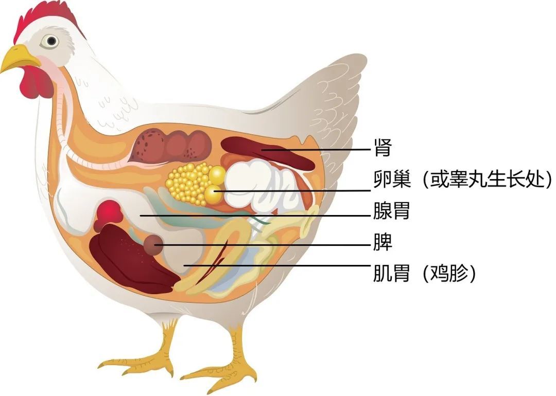 如何科学地吃鸡