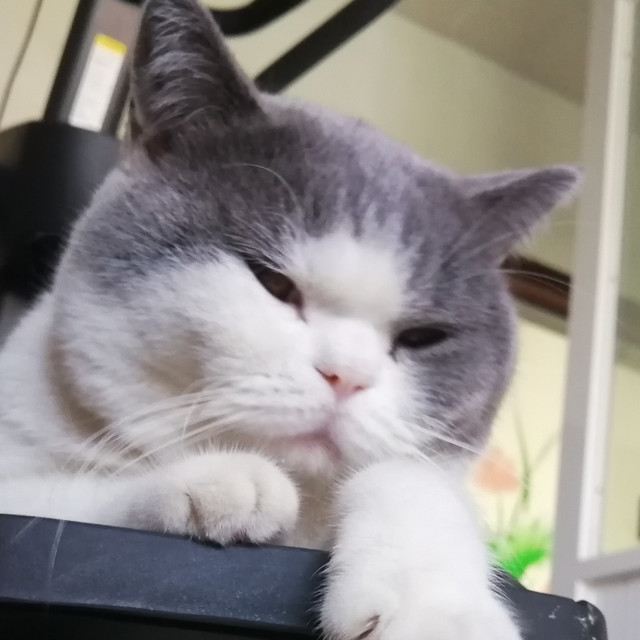 给猫主子准备的礼物——浅评麦富迪故宫礼盒