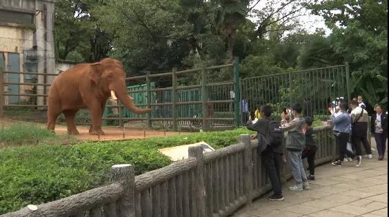 大象误食游客投喂的塑料袋