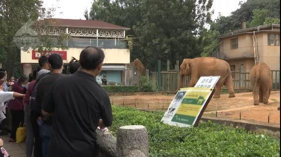 大象误食游客投喂的塑料袋