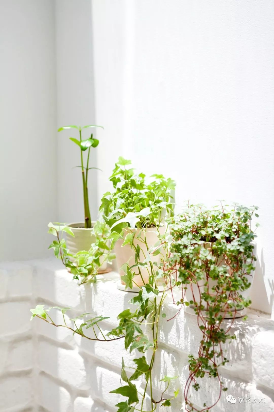 如何在家建一个1 的室内花园 盆栽 什么值得买