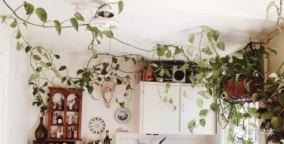 如何在家建一个1 的室内花园 盆栽 什么值得买