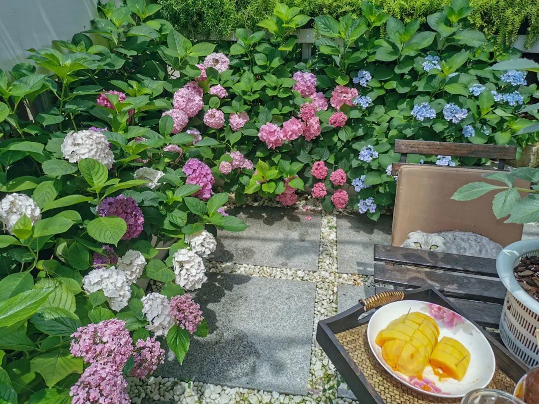 上海夫妻爆改破旧小院,杂草,垃圾满堆的小院变成社区网红花园,邻居