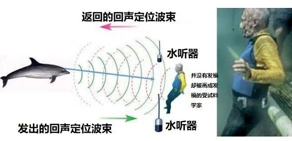 听说海豚聊天都是自带表情包的？不，人类想多了