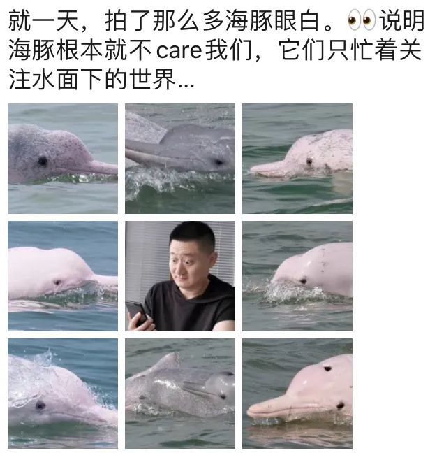 海豚都比你粉图片