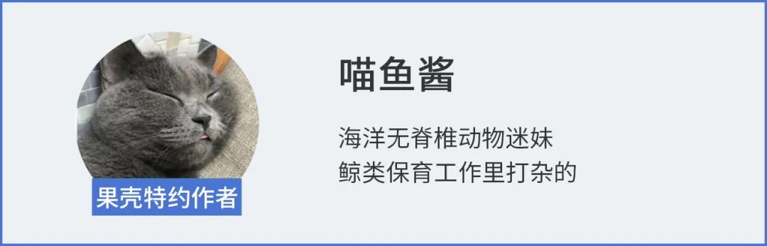 听说海豚聊天都是自带表情包的？不，人类想多了