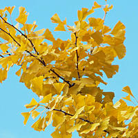 秋天，是金黄银杏的限定季节