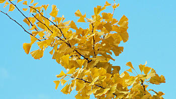 秋天的味道~ 篇十二：秋天，是金黄银杏的限定季节 