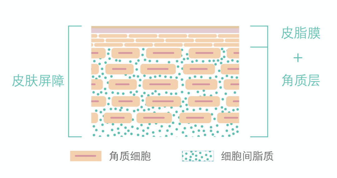 皮肤屏障受损，如何拯救？