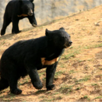野生动物园饲养员被熊攻击：遇到熊时 如何保护自己？