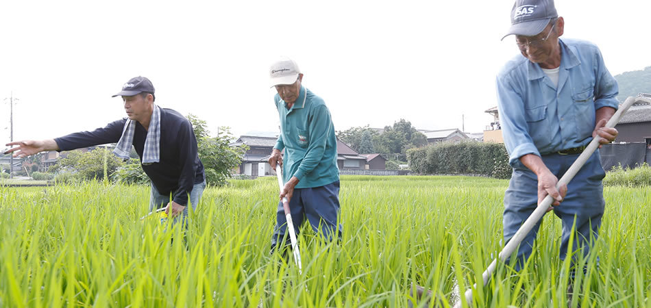 为了酿出一瓶价值5位数清酒，日本人到底有多拼？