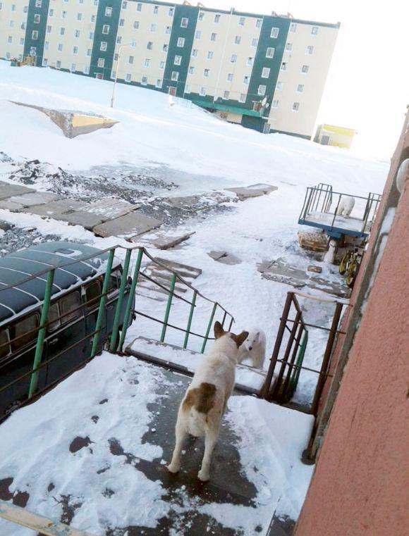10只北极熊围堵打劫垃圾车，背后的原因却引人深思······