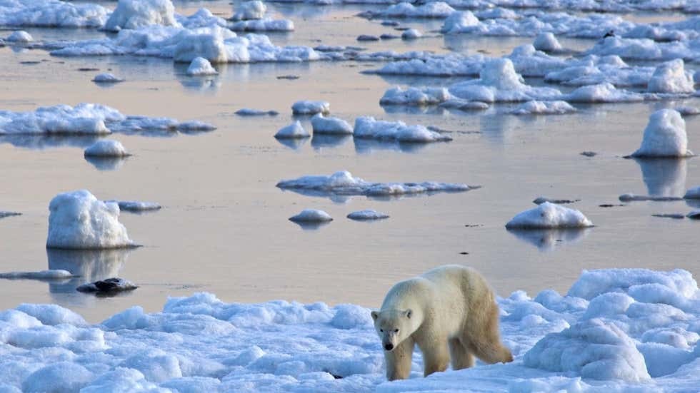 10只北极熊围堵打劫垃圾车，背后的原因却引人深思······